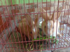 Rabit